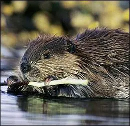 Le mot 'bivre' est un nom dsormais inusit dsignant :