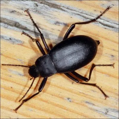 Quel est le nom de ce grand coloptre noir d'Europe et d'Asie, qui vit dans les lieux obscurs ?