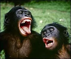 Le bonobo se rencontre, en libert, aux alentours de quel grand fleuve ?