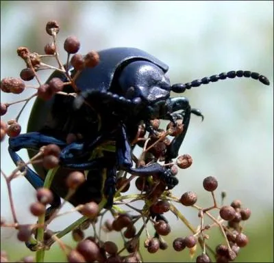 Pourquoi le bousier s'appelle-t-il ainsi ?