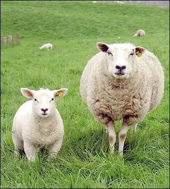 Quel est le cri de la brebis ?