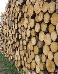 Quelle essence de bois n'est pas considr comme un excellent bois de chauffage ?