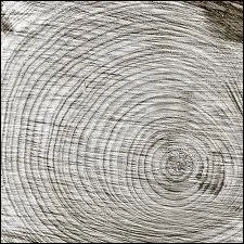 Dans quelle partie du bois peut-on dterminer l'ge d'un arbre ?