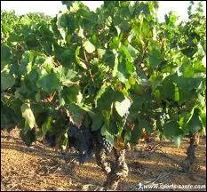 Le bois noir est une maladie de dgnrescence qui affecte :