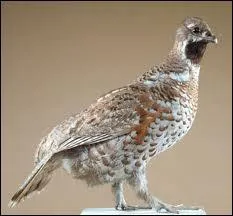 La gelinotte des bois, petite espce de perdrix fait partie de quel ordre d'oiseaux ?