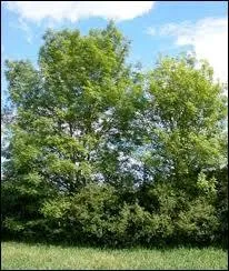 Parmi ces arbres, lequel n'est pas un bois rsineux ?