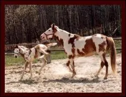 De quelle couleur est cette robe ?