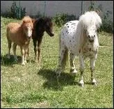 Comment se nomme cette race ?