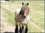 Ce cheval est-il en voie de disparition ?