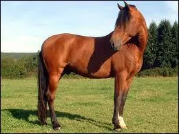 Comment se nomme cette race ?