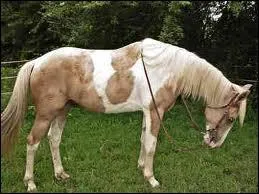 Lequel de ces chevaux est-il en voie de disparition ?