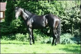 Comment se nomme ce cheval ?