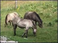 Comment se nomme cette race ?