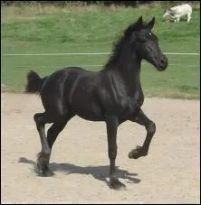 Comment se nomme cette race ?