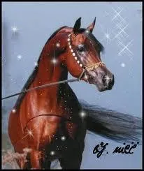 Comment se nomme cette race ?