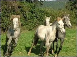 Comment se nomme cette race ?