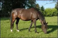 Comment se nomme cette race ?