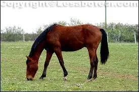 Comment se nomme cette race ?