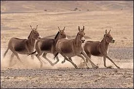 L'hmione est-il rare ?