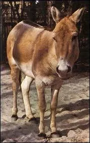 Quel poids fait l'hmione environ ?