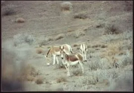 Quel est l'autre nom de l'hmione et de l'onagre ?