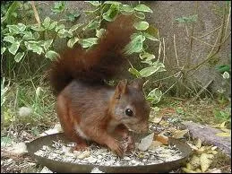 Existe-t-il un cureuil gris ?