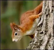 Quelle est sa longueur ?