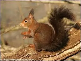 Combien de temps vit-il environ ?