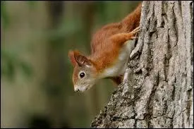 O habite l'cureuil roux ?