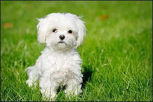 Comment s'appelle cette race de chien ?