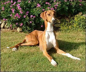 Comment s'appelle cette race de chien ?