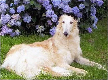 Comment s'appelle cette race de chien ?