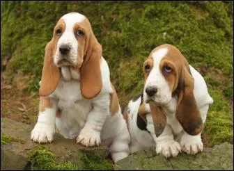 Comment s'appelle cette race de chien ?