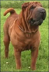 Quel est le nom de ce chien ?