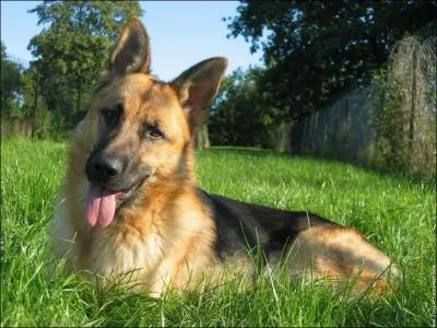 Quel est le nom de ce chien ?