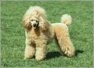 Quel est le nom de ce chien ?