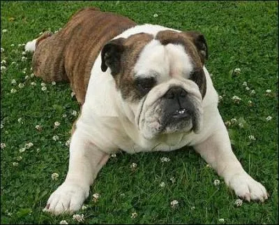 Quel est le nom de ce chien ?