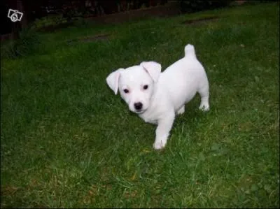 Quel est le nom de ce chien ?