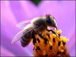 Einstein disait  Si l'abeille disparaissait de la surface du globe, l'homme n'aurait plus que quatre annes  vivre  L'abeille fait partie du patrimoine de la culture humaine c'est ... . .