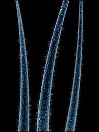 Un cheveu humain peut supporter un poids de 3 kilos, c'est ... ...