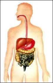Combien la nourriture met-elle de temps pour aller de la bouche  l'estomac ?