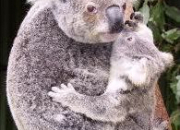 Quiz Le koala