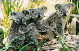 Combien de temps vit-il en captivit ?