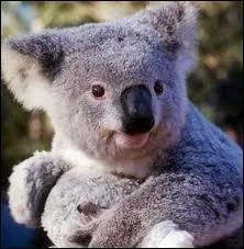 Quel est son poids ?