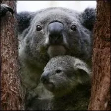 Que fait un koala lorsqu'il a peur ?