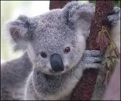 Combien de temps dort un koala ?
