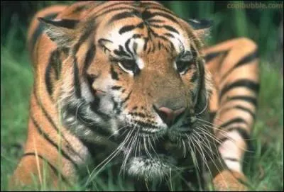 Trouvez-vous une femme ?