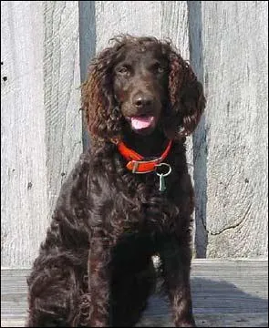 Comment s'appelle cette race de chien ?