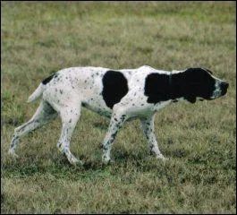 Comment s'appelle cette race de chien ?