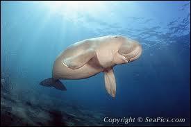 Combien de kilos de nourriture mange par jour le dugong ?